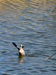 Callonetta leucophrys