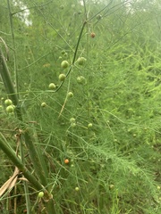 Asparagus