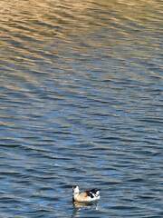 Callonetta leucophrys