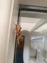 Phlogophora meticulosa