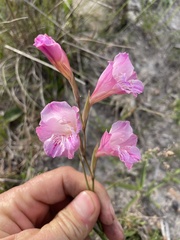 Gladiolus hirsutus