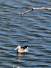 Callonetta leucophrys