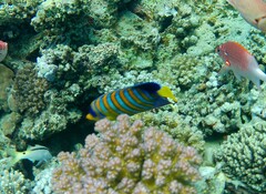 Pygoplites diacanthus