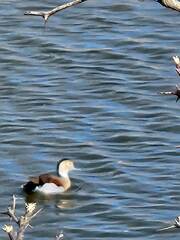 Callonetta leucophrys