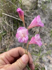 Gladiolus hirsutus
