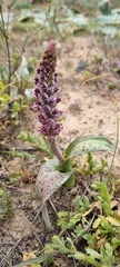 Lachenalia