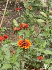 Bombus pensylvanicus