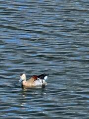 Callonetta leucophrys