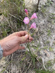 Gladiolus hirsutus