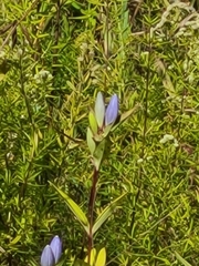 Gentiana andrewsii