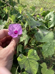 Ipomoea cordatotriloba