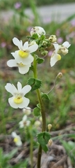 Nemesia leipoldtii