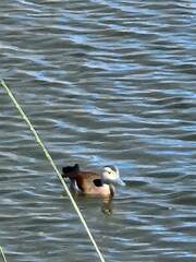 Callonetta leucophrys