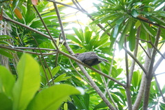 Eudynamys scolopaceus