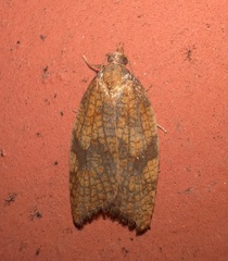 Acleris rhombana
