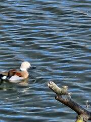 Callonetta leucophrys