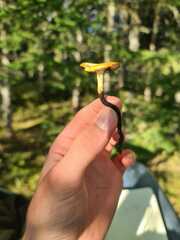 Cerioporus leptocephalus