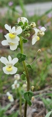 Nemesia leipoldtii