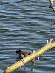 Callonetta leucophrys