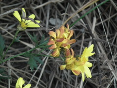 Chrysanthemum indicum