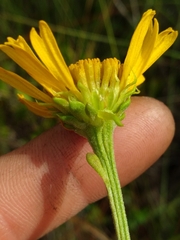Balduina uniflora