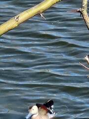 Callonetta leucophrys