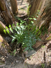 Azadirachta indica