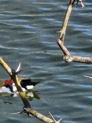 Callonetta leucophrys