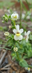 Nemesia leipoldtii