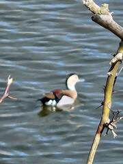 Callonetta leucophrys