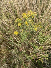 Euthamia caroliniana