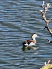Callonetta leucophrys
