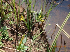 Cyrtanthus breviflorus