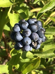 Smilax lasioneura