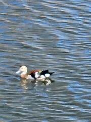 Callonetta leucophrys