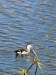 Callonetta leucophrys