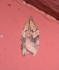 Acleris rhombana
