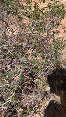 Mentzelia oligosperma