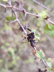 Dasineura crataegi
