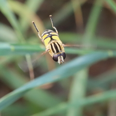 Helophilus trivittatus