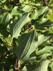 Smilax lasioneura