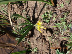 Cyrtanthus breviflorus