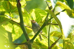 Orthotomus ruficeps