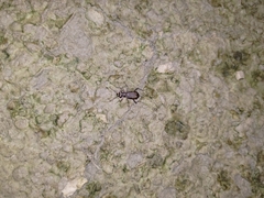 Cicindelina
