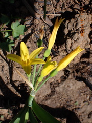 Cyrtanthus breviflorus