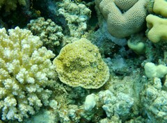 Echinopora hirsutissima