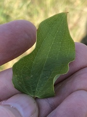 Smilax lasioneura