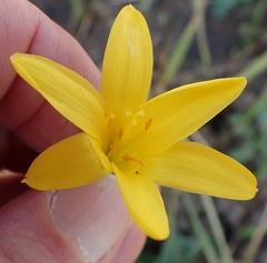 Cyrtanthus breviflorus