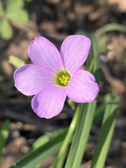 Oxalis drummondii