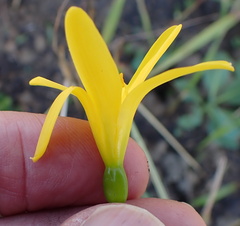 Cyrtanthus breviflorus